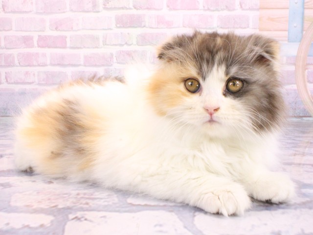 兵庫県のスコティッシュフォールド (Coo&RIKU神戸三宮店/2026年2月15日生まれ/女の子/バンキャリコ)の子猫の2枚目の画像