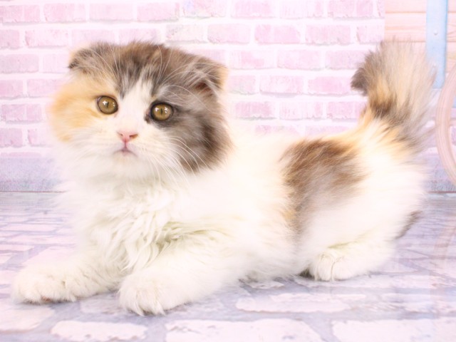 兵庫県のスコティッシュフォールド (Coo&RIKU神戸三宮店/2026年2月15日生まれ/女の子/バンキャリコ)の子猫の3枚目の画像