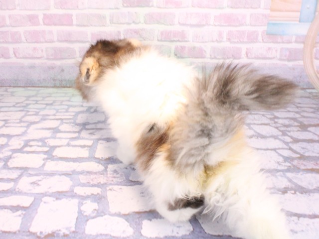 兵庫県のスコティッシュフォールド (Coo&RIKU神戸三宮店/2026年2月15日生まれ/女の子/バンキャリコ)の子猫の4枚目の画像