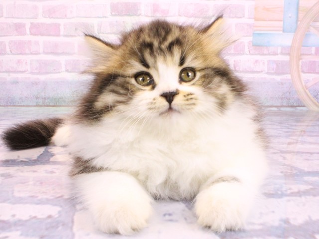 兵庫県のスコティッシュストレート (Coo&RIKU丹波店/2026年2月14日生まれ/女の子/ブラウンタビーホワイト)の子猫