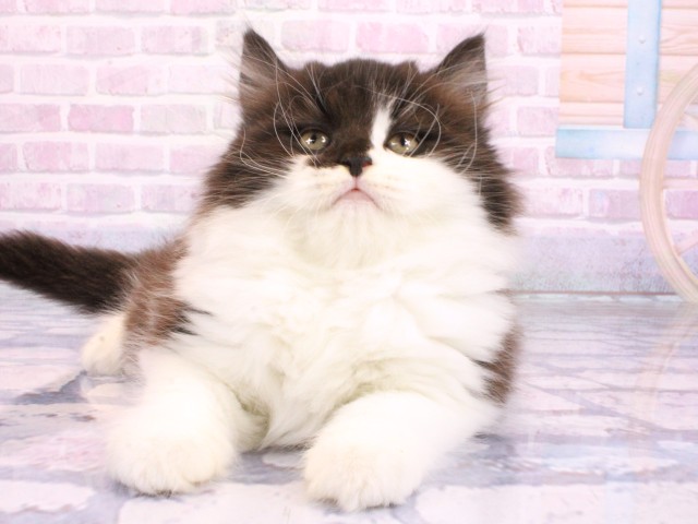 兵庫県のスコティッシュストレート (Coo&RIKU神戸三宮店/2026年2月14日生まれ/男の子/ブラックスモークホワイト)の子猫の1枚目の画像