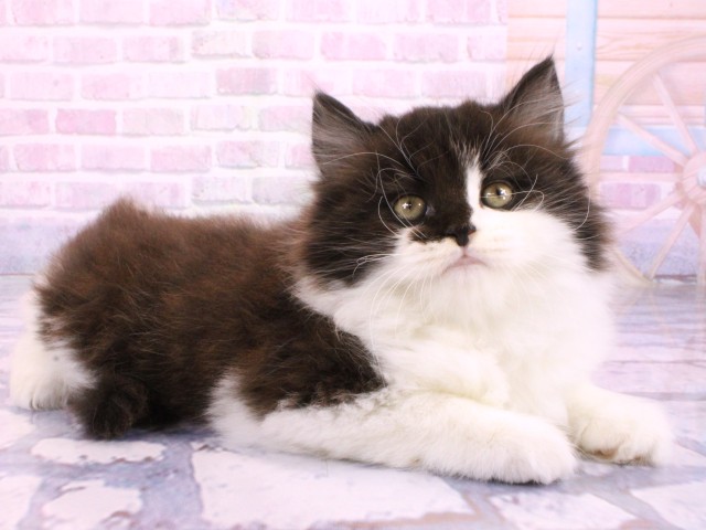 兵庫県のスコティッシュストレート (Coo&RIKU神戸三宮店/2026年2月14日生まれ/男の子/ブラックスモークホワイト)の子猫の2枚目の画像