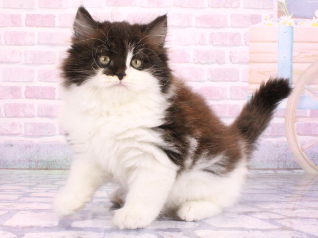 兵庫県のスコティッシュストレート (Coo&RIKU神戸三宮店/2026年2月14日生まれ/男の子/ブラックスモークホワイト)の子猫の3枚目の画像