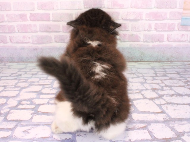 兵庫県のスコティッシュストレート (Coo&RIKU神戸三宮店/2026年2月14日生まれ/男の子/ブラックスモークホワイト)の子猫の4枚目の画像