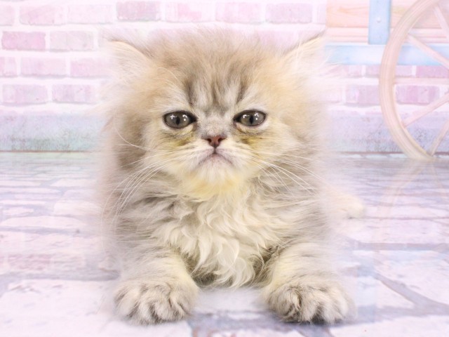 エキゾチック・ロングヘアー