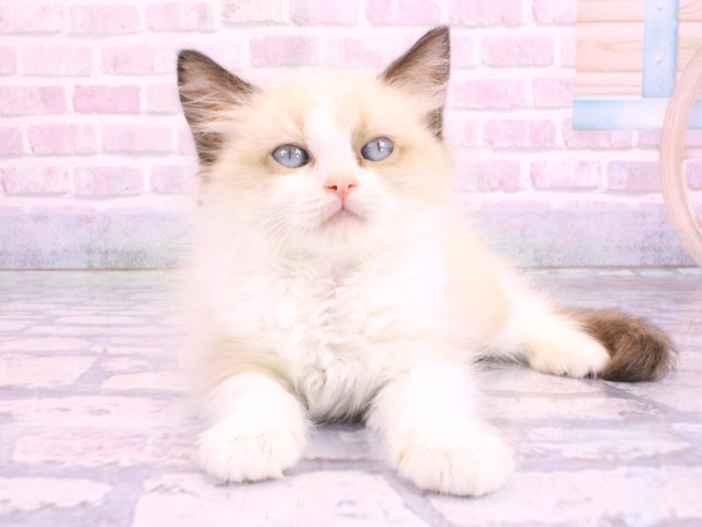 奈良県のラグドール (Coo&RIKU奈良新庄店/2026年2月12日生まれ/女の子/シールポイントバイカラー)の子猫の1枚目の画像