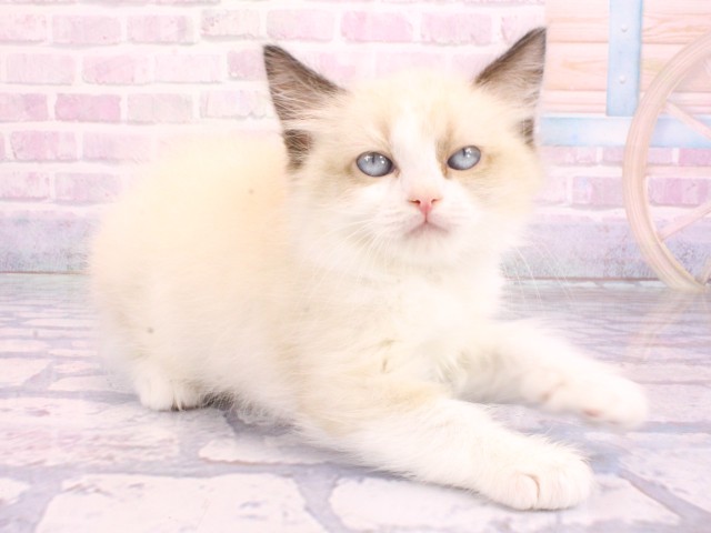 奈良県のラグドール (Coo&RIKU奈良新庄店/2026年2月12日生まれ/女の子/シールポイントバイカラー)の子猫の2枚目の画像