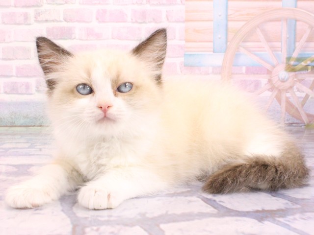 奈良県のラグドール (Coo&RIKU奈良新庄店/2026年2月12日生まれ/女の子/シールポイントバイカラー)の子猫の3枚目の画像