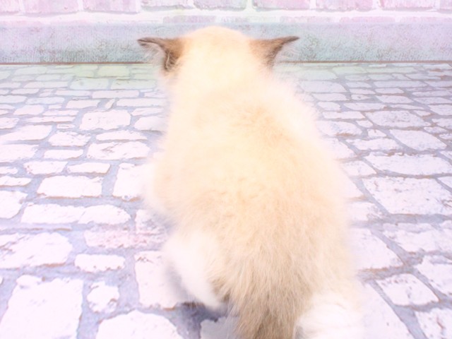 奈良県のラグドール (Coo&RIKU奈良新庄店/2026年2月12日生まれ/女の子/シールポイントバイカラー)の子猫の4枚目の画像