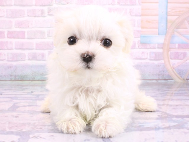大阪府のマルチーズ (Coo&RIKU東大阪店/2026年2月15日生まれ/男の子/ホワイト)の子犬