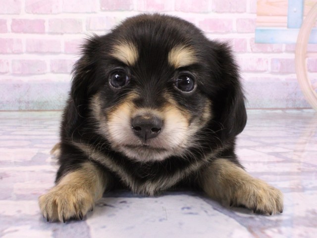 兵庫県のチワックス(チワワ×ダックス) (Coo&RIKU姫路店/2026年2月15日生まれ/男の子/ブラッククリームホワイト)の子犬の1枚目の画像