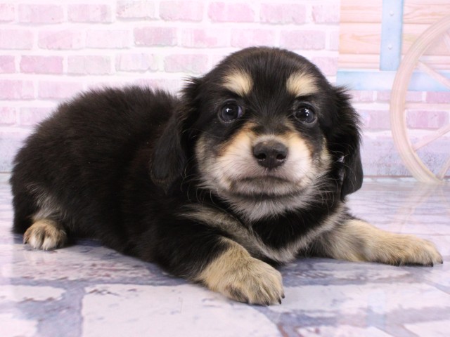 兵庫県のチワックス(チワワ×ダックス) (Coo&RIKU姫路店/2026年2月15日生まれ/男の子/ブラッククリームホワイト)の子犬の2枚目の画像