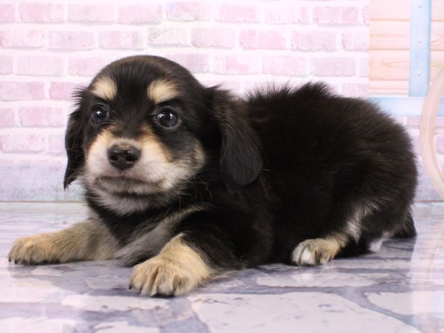 兵庫県のチワックス(チワワ×ダックス) (Coo&RIKU姫路店/2026年2月15日生まれ/男の子/ブラッククリームホワイト)の子犬の3枚目の画像