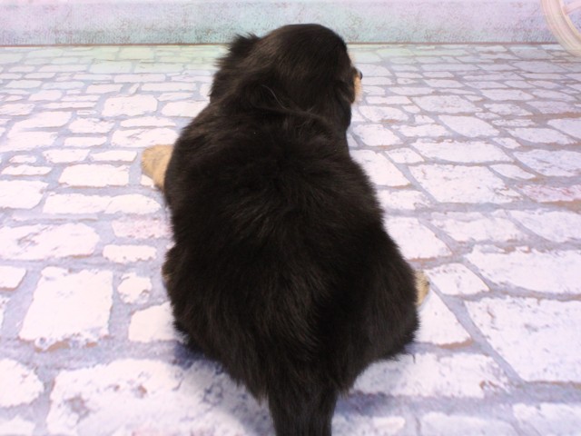 兵庫県のチワックス(チワワ×ダックス) (Coo&RIKU姫路店/2026年2月15日生まれ/男の子/ブラッククリームホワイト)の子犬の4枚目の画像