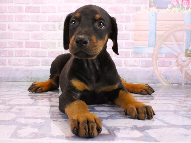 兵庫県のドーベルマン (Coo&RIKU三木店/2026年1月31日生まれ/男の子/ブラックタン)の子犬の1枚目の画像