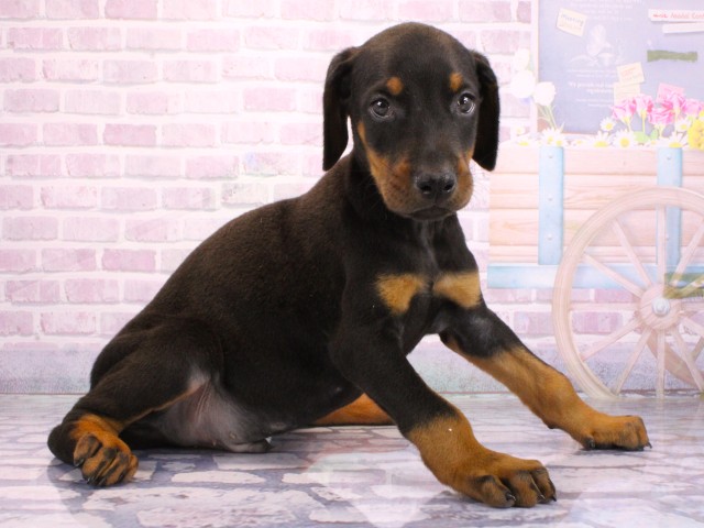 兵庫県のドーベルマン (Coo&RIKU三木店/2026年1月31日生まれ/男の子/ブラックタン)の子犬の2枚目の画像