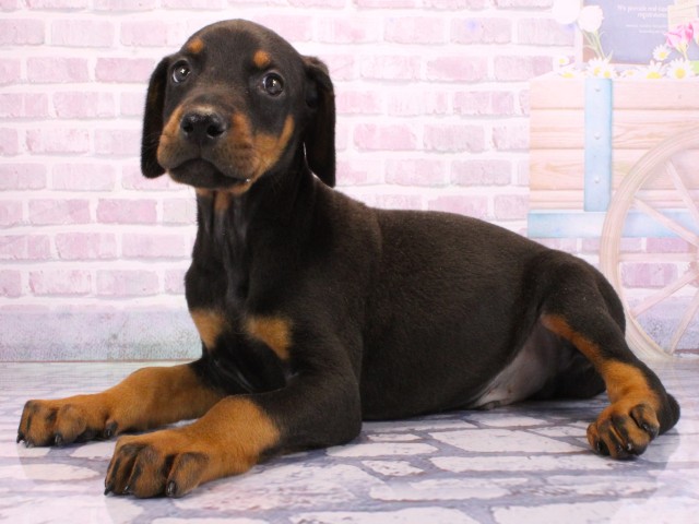 兵庫県のドーベルマン (Coo&RIKU三木店/2026年1月31日生まれ/男の子/ブラックタン)の子犬の3枚目の画像