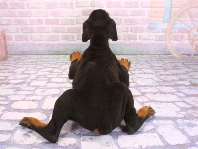 兵庫県のドーベルマン (Coo&RIKU三木店/2026年1月31日生まれ/男の子/ブラックタン)の子犬の4枚目の画像