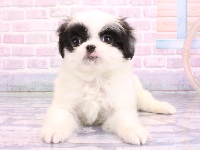 兵庫県のハーフ犬・ミックス犬 (Coo&RIKU姫路店/2026年2月14日生まれ/女の子/パーティーカラー)の子犬の1枚目の画像