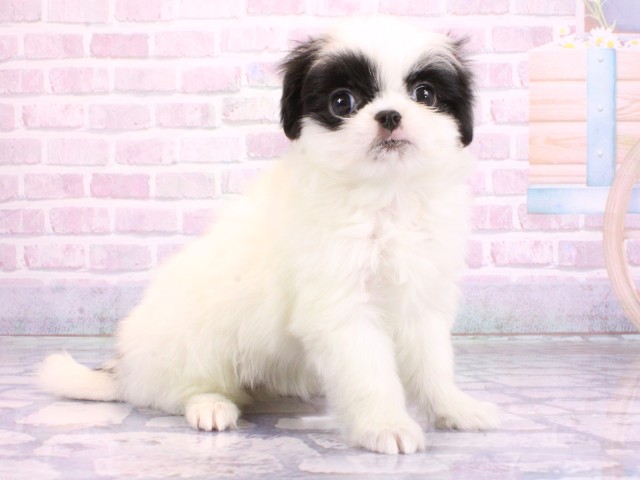 兵庫県のハーフ犬・ミックス犬 (Coo&RIKU姫路店/2026年2月14日生まれ/女の子/パーティーカラー)の子犬の2枚目の画像