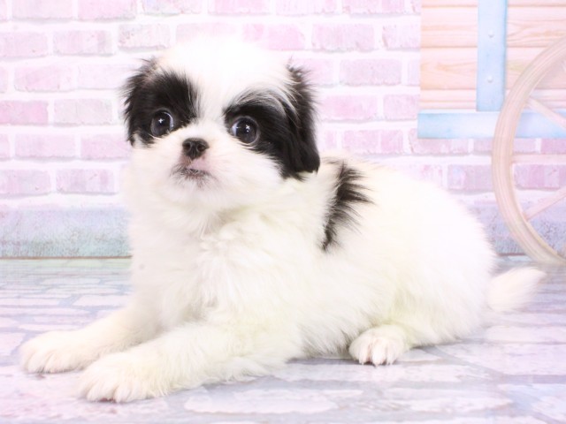 兵庫県のハーフ犬・ミックス犬 (Coo&RIKU姫路店/2026年2月14日生まれ/女の子/パーティーカラー)の子犬の3枚目の画像