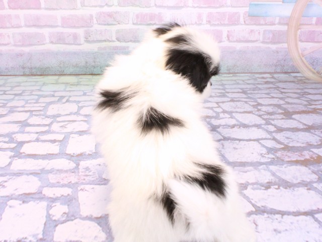 兵庫県のハーフ犬・ミックス犬 (Coo&RIKU姫路店/2026年2月14日生まれ/女の子/パーティーカラー)の子犬の4枚目の画像