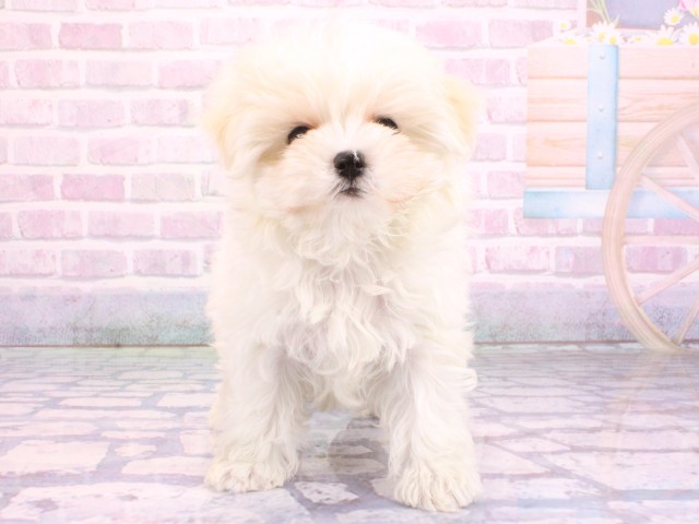 兵庫県のマルプー(マルチーズ×プードル) (Coo&RIKU神戸東灘店/2026年2月12日生まれ/男の子/クリーム)の子犬の1枚目の画像