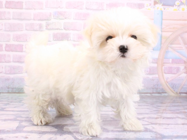 兵庫県のマルプー(マルチーズ×プードル) (Coo&RIKU神戸東灘店/2026年2月12日生まれ/男の子/クリーム)の子犬の2枚目の画像