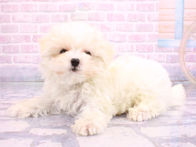 兵庫県のマルプー(マルチーズ×プードル) (Coo&RIKU神戸東灘店/2026年2月12日生まれ/男の子/クリーム)の子犬の3枚目の画像
