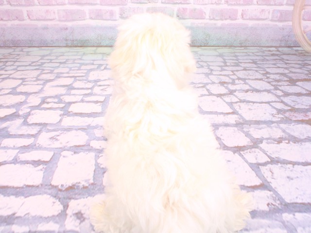 兵庫県のマルプー(マルチーズ×プードル) (Coo&RIKU神戸東灘店/2026年2月12日生まれ/男の子/クリーム)の子犬の4枚目の画像