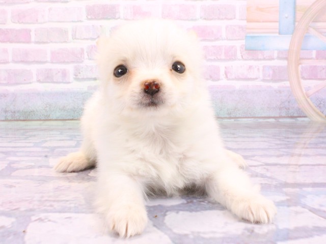 チワワ（ロングコート）