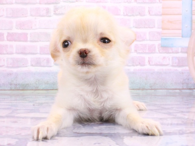 チワワ（ロングコート）