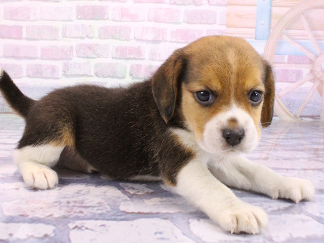 大阪府のビーグル (Coo&RIKU梅田店/2026年2月15日生まれ/男の子/ブラックタンホワイト)の子犬の2枚目の画像