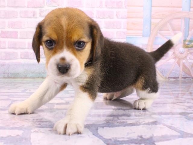 大阪府のビーグル (Coo&RIKU梅田店/2026年2月15日生まれ/男の子/ブラックタンホワイト)の子犬の3枚目の画像