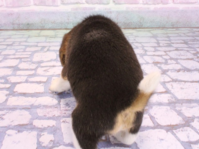 大阪府のビーグル (Coo&RIKU梅田店/2026年2月15日生まれ/男の子/ブラックタンホワイト)の子犬の4枚目の画像