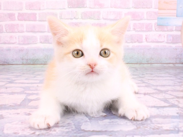 兵庫県のマンチカン (Coo&RIKU神戸三宮店/2026年2月12日生まれ/女の子/クリームタビーホワイト)の子猫の1枚目の画像