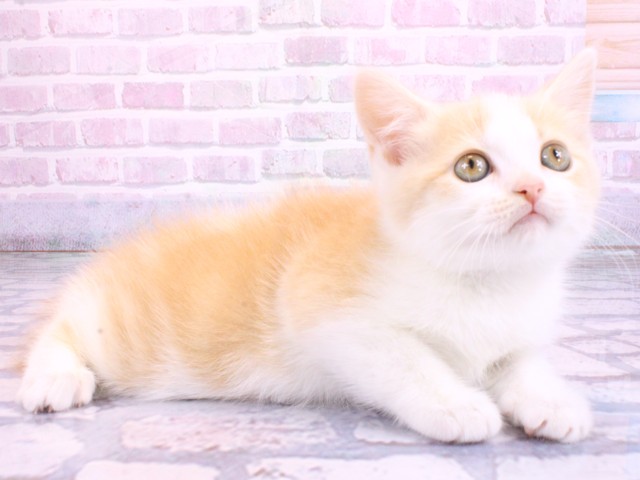 兵庫県のマンチカン (Coo&RIKU神戸三宮店/2026年2月12日生まれ/女の子/クリームタビーホワイト)の子猫の2枚目の画像