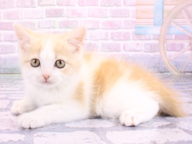 兵庫県のマンチカン (Coo&RIKU神戸三宮店/2026年2月12日生まれ/女の子/クリームタビーホワイト)の子猫の3枚目の画像