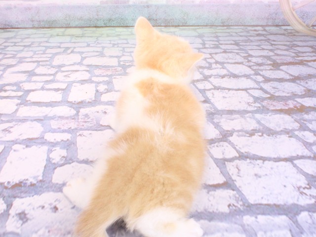 兵庫県のマンチカン (Coo&RIKU神戸三宮店/2026年2月12日生まれ/女の子/クリームタビーホワイト)の子猫の4枚目の画像