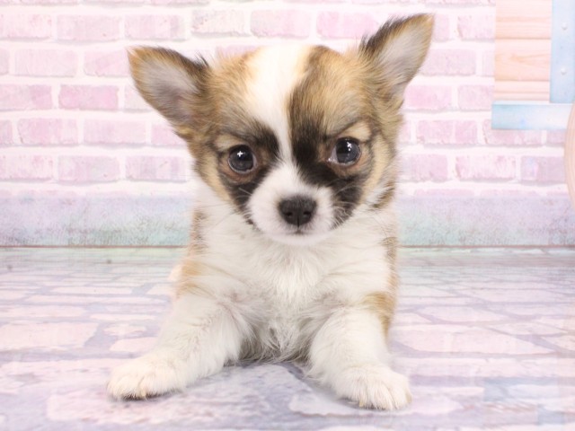 チワワ（ロングコート）