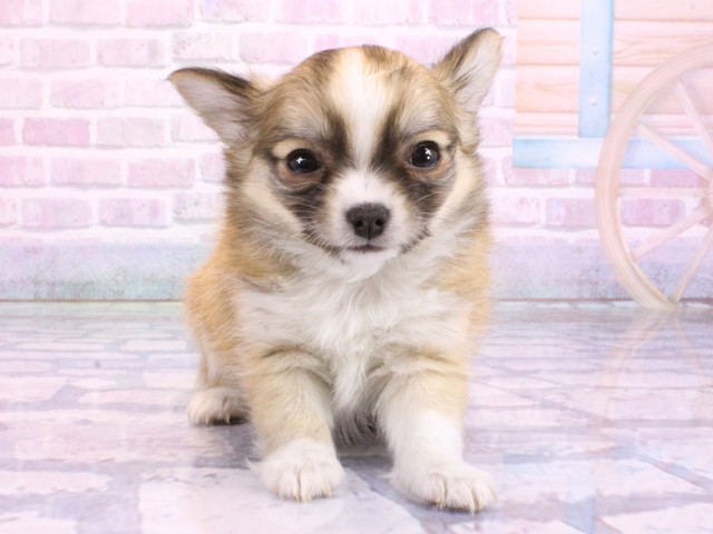 滋賀県のチワワ(ロング) (Coo&RIKUアヤハディオ水口店/2026年2月13日生まれ/男の子/レッドセーブルホワイト)の子犬の1枚目の画像