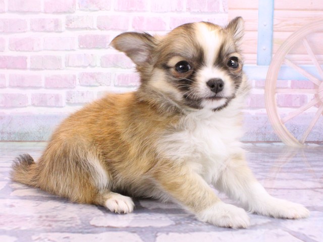 滋賀県のチワワ(ロング) (Coo&RIKUアヤハディオ水口店/2026年2月13日生まれ/男の子/レッドセーブルホワイト)の子犬の2枚目の画像