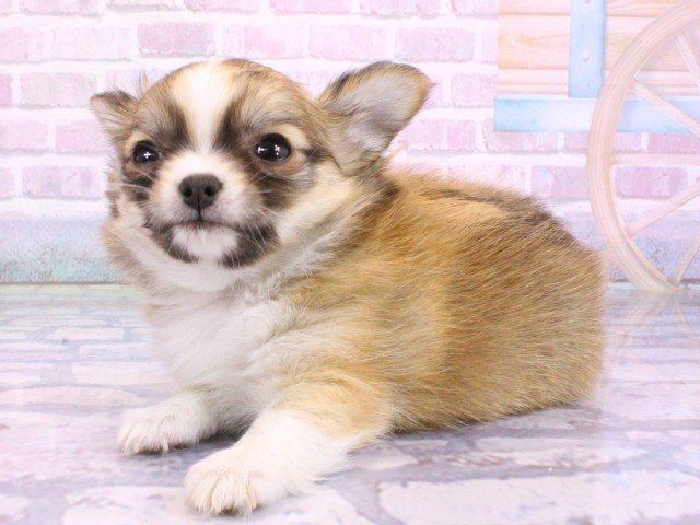 滋賀県のチワワ(ロング) (Coo&RIKUアヤハディオ水口店/2026年2月13日生まれ/男の子/レッドセーブルホワイト)の子犬の3枚目の画像