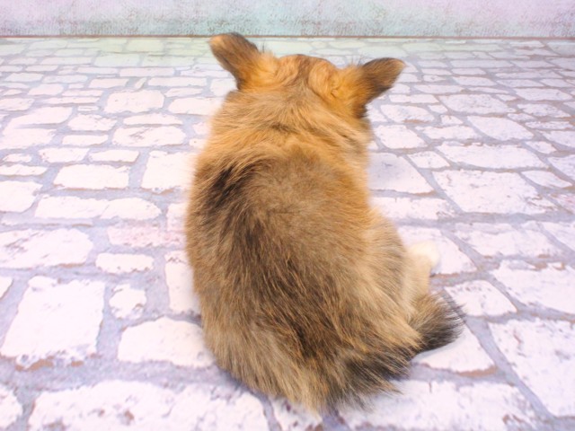 滋賀県のチワワ(ロング) (Coo&RIKUアヤハディオ水口店/2026年2月13日生まれ/男の子/レッドセーブルホワイト)の子犬の4枚目の画像