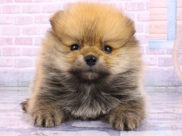 兵庫県のポメラニアン (Coo&RIKU神戸三宮店/2026年2月14日生まれ/男の子/オレンジセーブル)の子犬の1枚目の画像