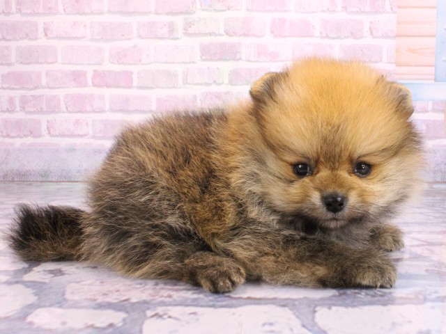 兵庫県のポメラニアン (Coo&RIKU神戸三宮店/2026年2月14日生まれ/男の子/オレンジセーブル)の子犬の2枚目の画像