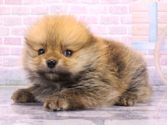 兵庫県のポメラニアン (Coo&RIKU神戸三宮店/2026年2月14日生まれ/男の子/オレンジセーブル)の子犬の3枚目の画像
