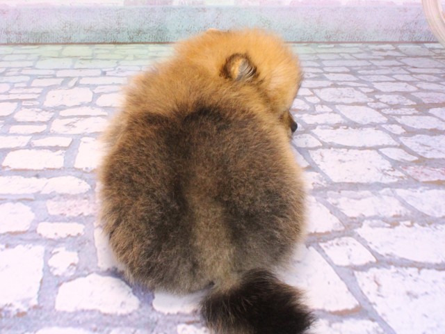 兵庫県のポメラニアン (Coo&RIKU神戸三宮店/2026年2月14日生まれ/男の子/オレンジセーブル)の子犬の4枚目の画像