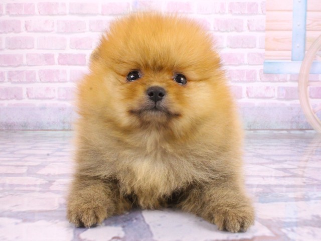 京都府のポメラニアン (Coo&RIKU京都河原町店/2026年2月14日生まれ/男の子/オレンジ)の子犬の1枚目の画像