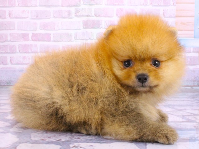 京都府のポメラニアン (Coo&RIKU京都河原町店/2026年2月14日生まれ/男の子/オレンジ)の子犬の2枚目の画像